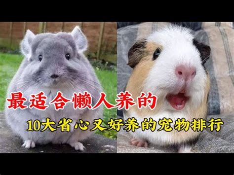 什麼動物可以養|寵物推薦